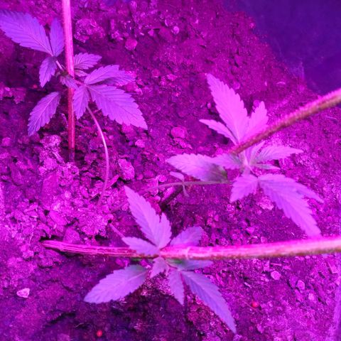 Gsc mob boss buddahs sis growlog timeline photo