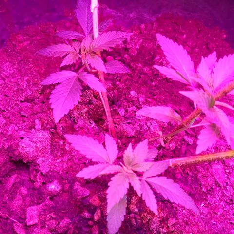 Gsc mob boss buddahs sis growlog timeline photo