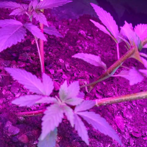 Gsc mob boss buddahs sis growlog timeline photo
