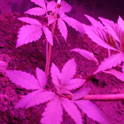 Gsc mob boss buddahs sis growlog timeline photo