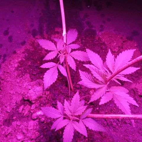 Gsc mob boss buddahs sis growlog timeline photo