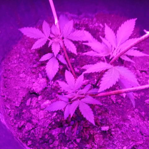 Gsc mob boss buddahs sis growlog timeline photo