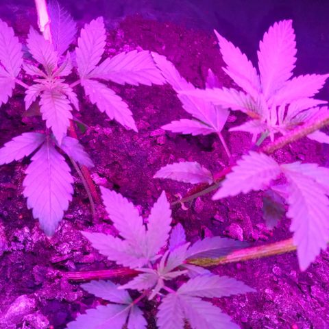 Gsc mob boss buddahs sis growlog timeline photo