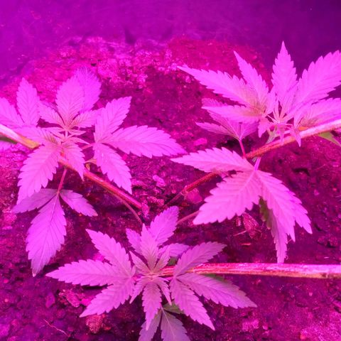 Gsc mob boss buddahs sis growlog timeline photo