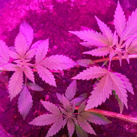 Gsc mob boss buddahs sis growlog timeline photo