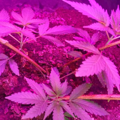Gsc mob boss buddahs sis growlog timeline photo
