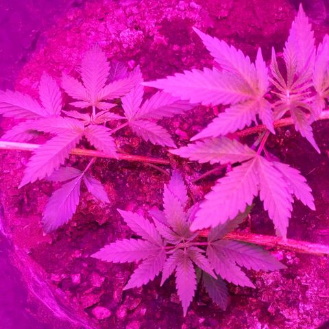 Gsc mob boss buddahs sis growlog timeline photo