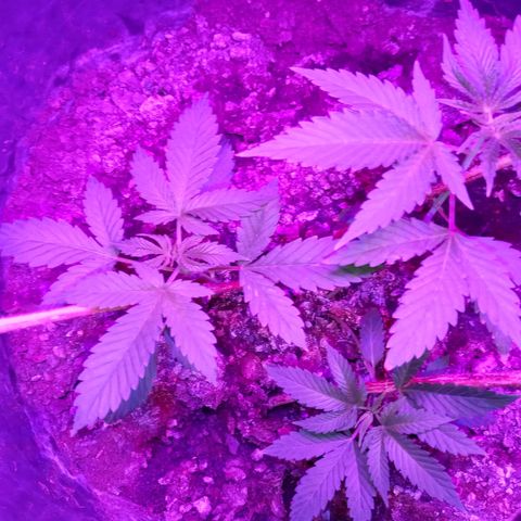 Gsc mob boss buddahs sis growlog timeline photo