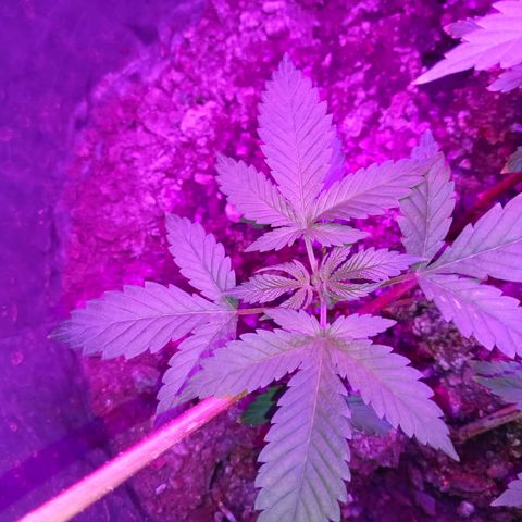 Gsc mob boss buddahs sis growlog timeline photo