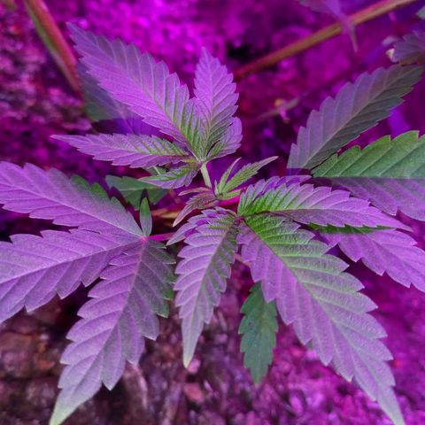 Gsc mob boss buddahs sis growlog timeline photo