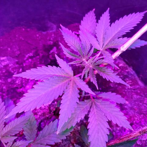 Gsc mob boss buddahs sis growlog timeline photo