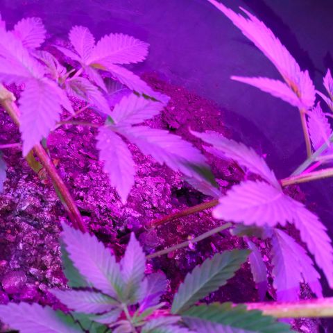 Gsc mob boss buddahs sis growlog timeline photo