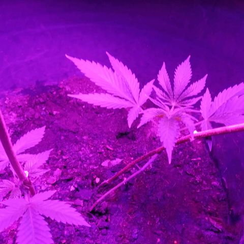 Gsc mob boss buddahs sis growlog timeline photo