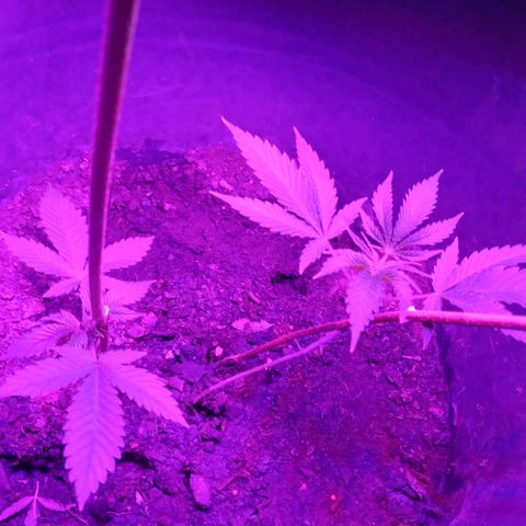 Gsc mob boss buddahs sis growlog timeline photo