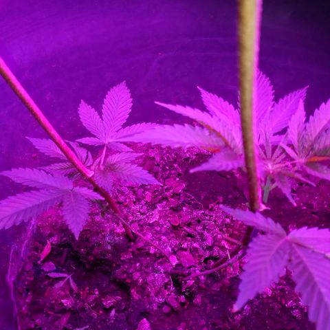 Gsc mob boss buddahs sis growlog timeline photo