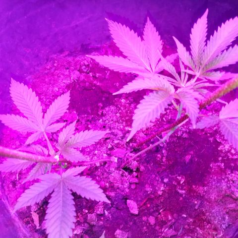 Gsc mob boss buddahs sis growlog timeline photo