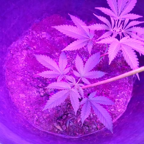 Gsc mob boss buddahs sis growlog timeline photo