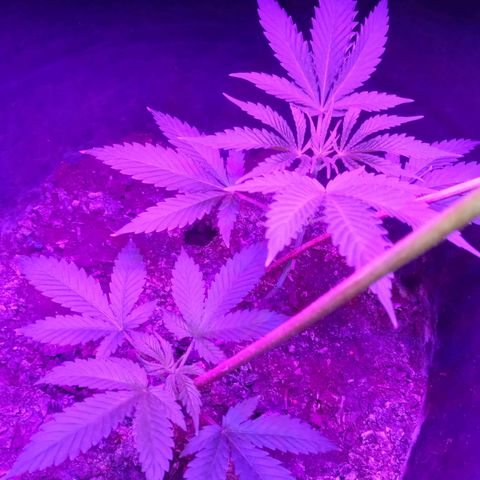 Gsc mob boss buddahs sis growlog timeline photo