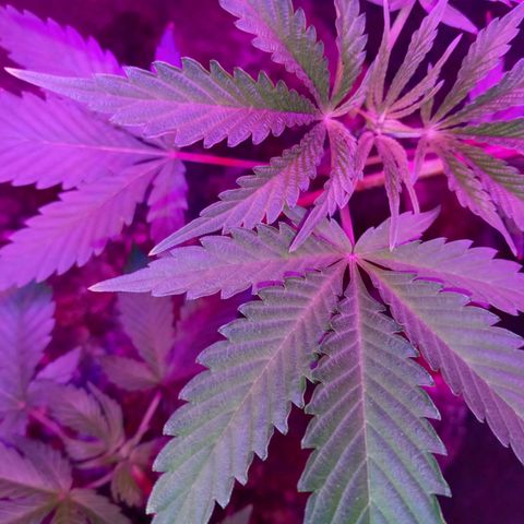 Gsc mob boss buddahs sis growlog timeline photo