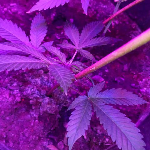 Gsc mob boss buddahs sis growlog timeline photo