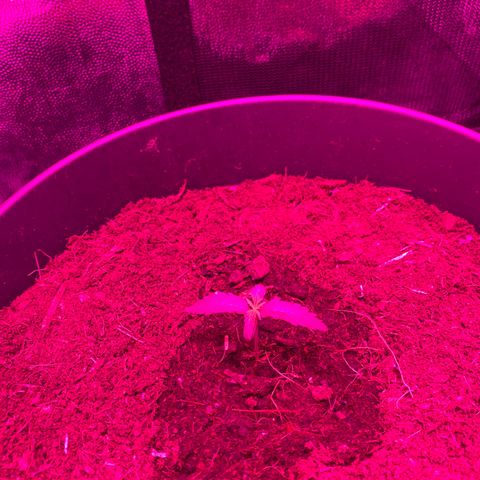 Orion f1 growlog timeline photo