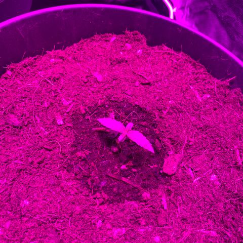 Orion f1 growlog timeline photo
