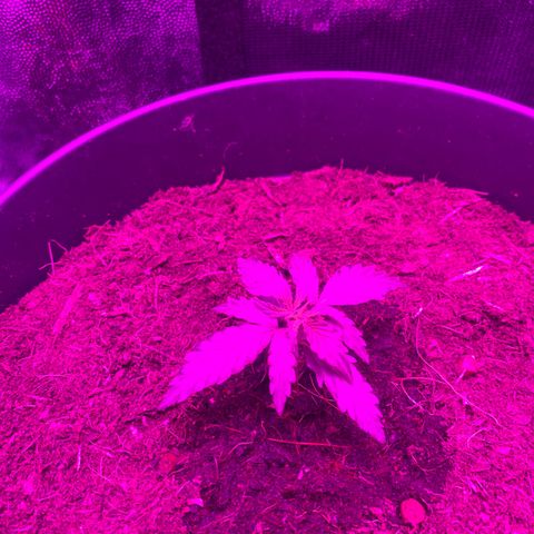 Orion f1 growlog timeline photo