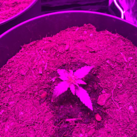 Orion f1 growlog timeline photo