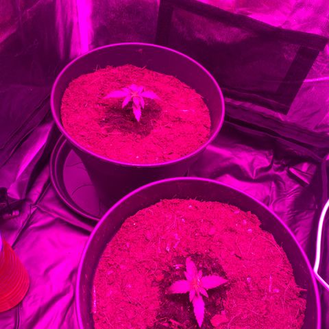Orion f1 growlog timeline photo