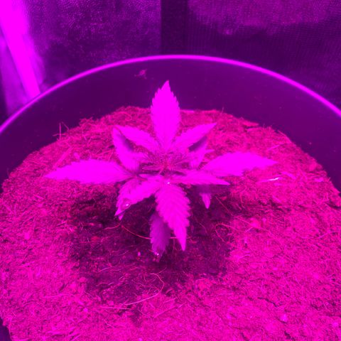 Orion f1 growlog timeline photo