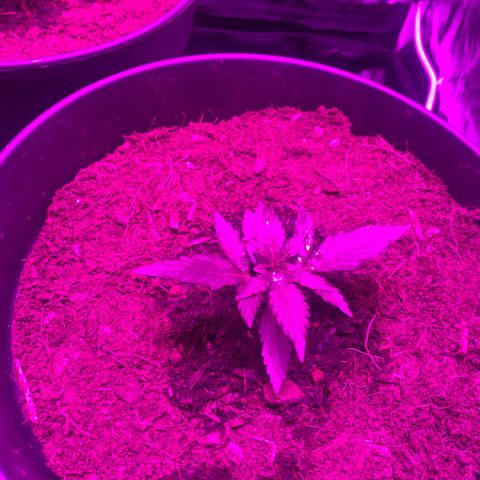 Orion f1 growlog timeline photo