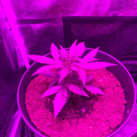 Orion f1 growlog timeline photo
