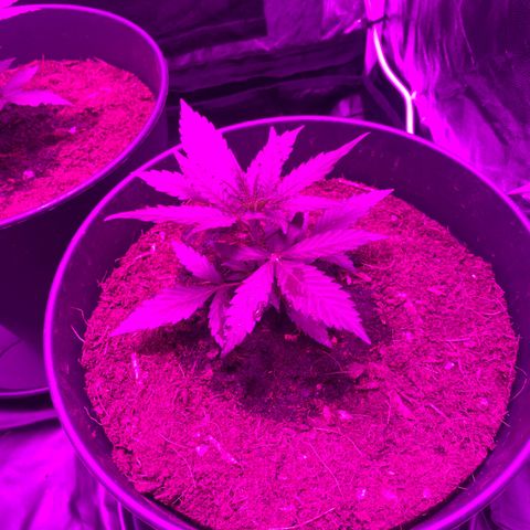 Orion f1 growlog timeline photo