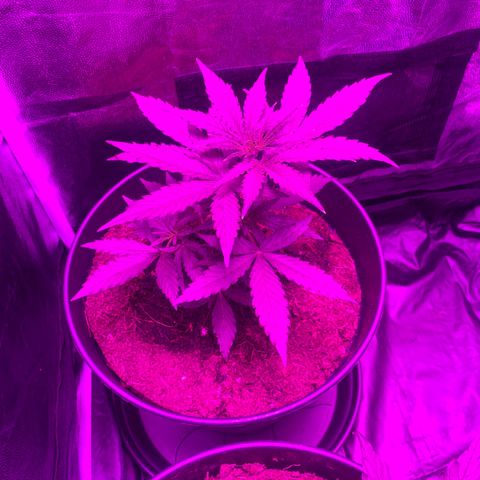 Orion f1 growlog timeline photo