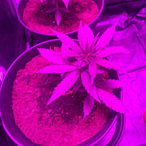 Orion f1 growlog timeline photo