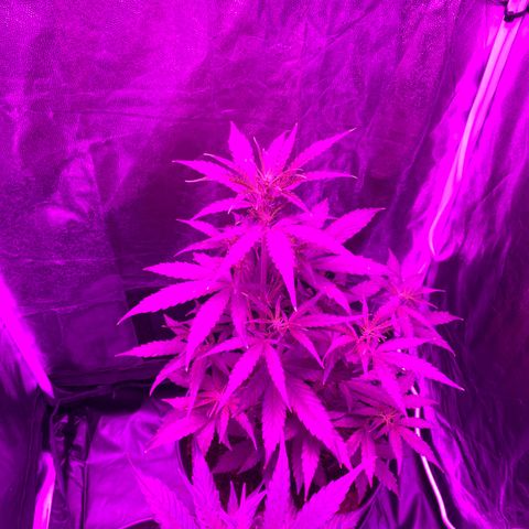 Orion f1 growlog timeline photo