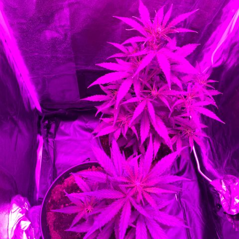 Orion f1 growlog timeline photo