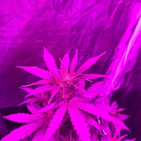 Orion f1 growlog timeline photo