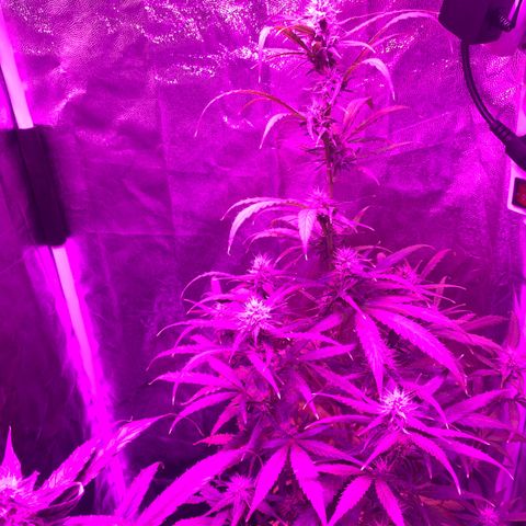 Orion f1 growlog timeline photo