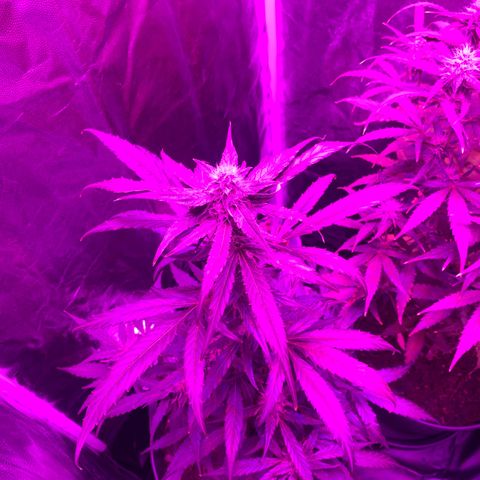 Orion f1 growlog timeline photo