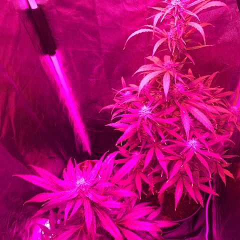 Orion f1 growlog timeline photo