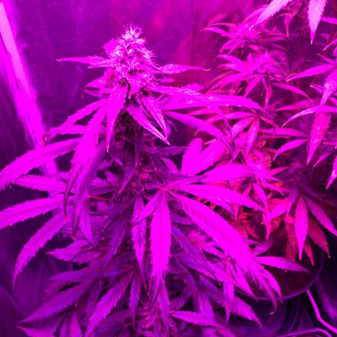 Orion f1 growlog timeline photo