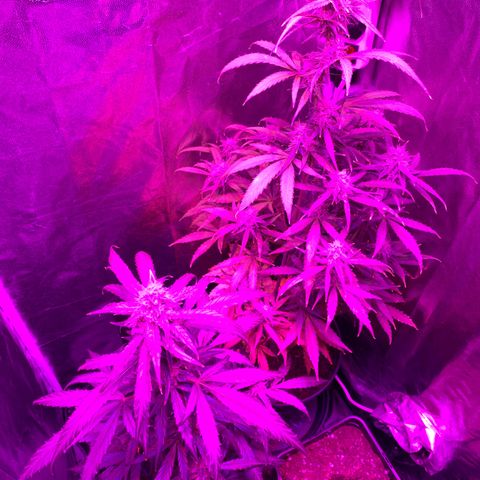 Orion f1 growlog timeline photo