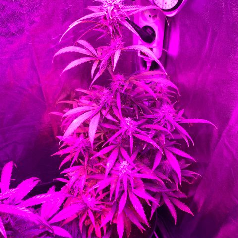 Orion f1 growlog timeline photo