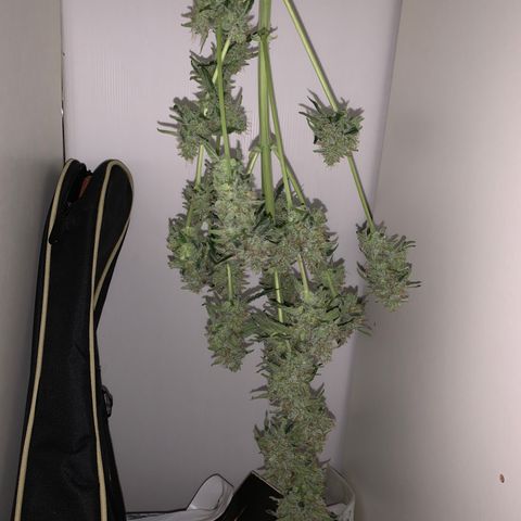Orion f1 growlog timeline photo