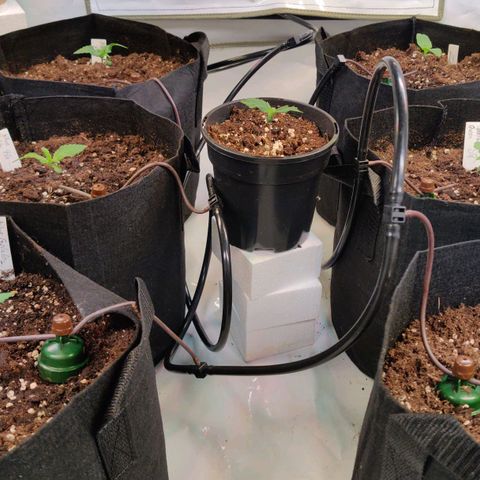 Special Queen #1 growlog timeline photo