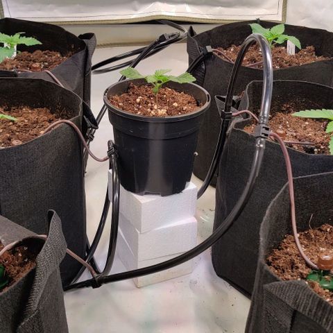 Special Queen #1 growlog timeline photo