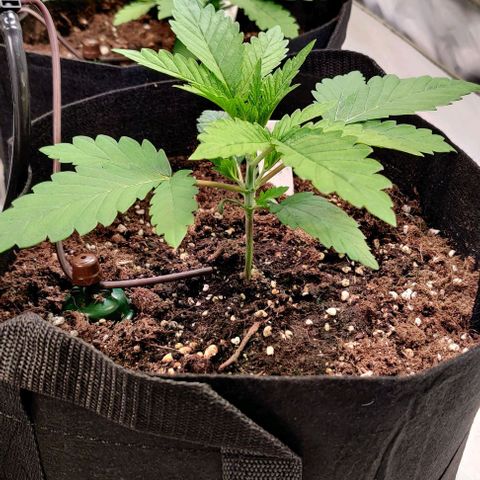 Special Queen #1 growlog timeline photo