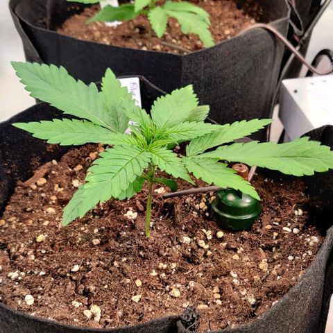 Blue Gelato growlog timeline photo