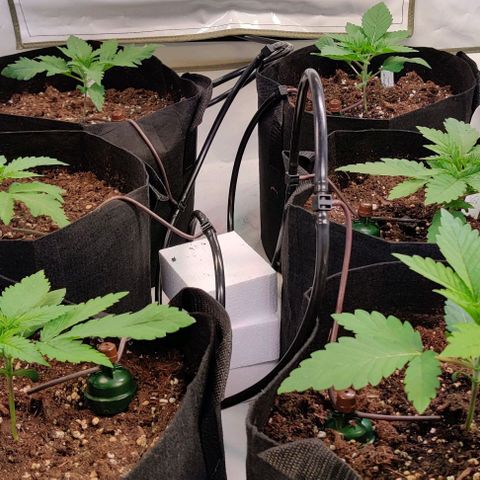 Special Queen #1 growlog timeline photo
